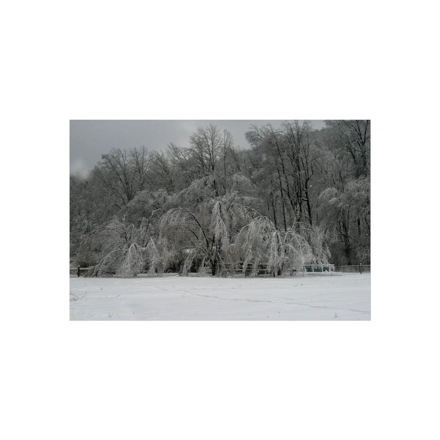 Ice Covered Tree