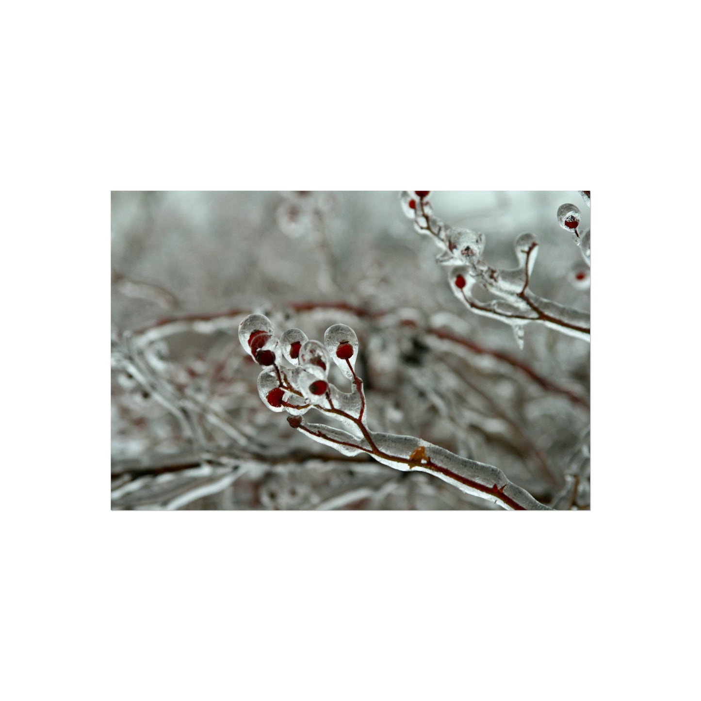 Held in Ice